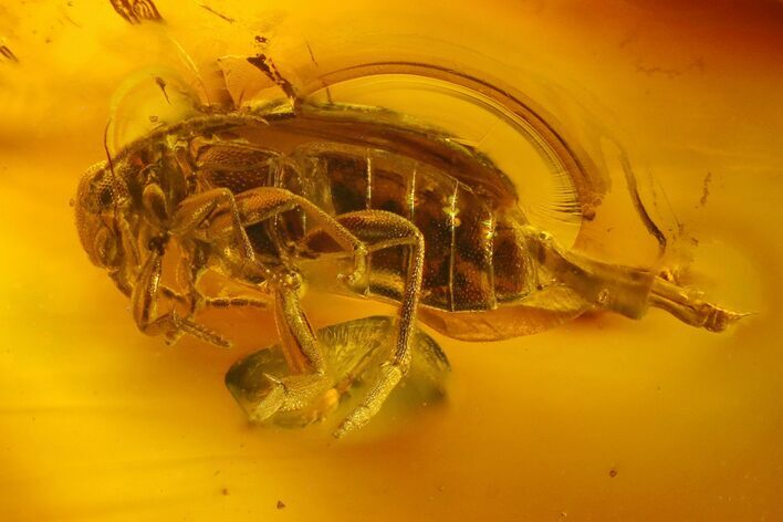 Detailed Fossil Beetle in Baltic Amber #173700